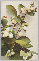 Symphoricarpus racemosa-traubige Schneebeere.  / Symphoricarpus racemosa-grape Snowberry. image