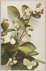 Symphoricarpus racemosa-traubige Schneebeere. / Symphoricarpus racemosa-grape Snowberry. image