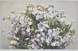Myosotica silvatica-Vergi-ssmeinnicht. / Myosotis sylvatica-Vergi-ssmeinnicht. image