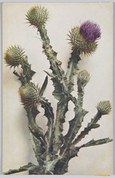 Onopordon Acanthium-Esels-oder Krebs-Distel.  / Onopordon Acanthium-Donkey or Cancer Thistle. image