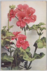 Pelargonium peltatum-Epheu-Pelargonie. / Pelargonium peltatum-Epheu-Pelargonie. image