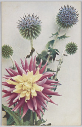 Echinops sphaerocephalus-Kugeldistel Dahlia varilis"Krimhilde"-Kaktus-Dahlie. / Echinops sphaerocephalus-globe thistle Dahlia varilis "Krimhilde"-Cactus-Dahlia. image