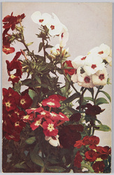 Phlox Drummondu-Phlox.  / Phlox Drummondii-Phlox. image