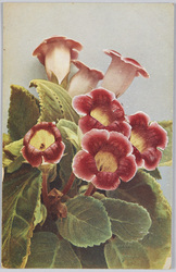 Gloxinia hybrida-Gloxinie.  / Gloxinia hybrid-Gloxinia. image