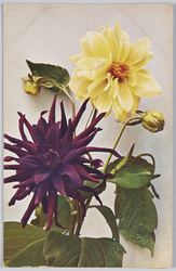 Dahlia juarézii-Kaktus-Dahlie oben. "Elbe"Kanariengelb. unten: "Brunhide", pflaumenfaben. / Dahlia juarézii-Cactus dahlia top. "Elbe" Canary yellow. bottom: "Brunhilde", plum color. image