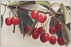 Prunus avium-Hedelfinger Ri-esenkirsche.  / Prunus avium-Hedelfinger Giant cherry. image