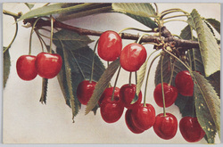 Prunus avium-Hedelfinger Ri-esenkirsche. / Prunus avium-Hedelfinger Giant cherry. image