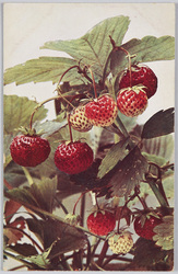 Fragaria elatior hybrida-Ga-rten-Erdbeere(Laxton' s Royal Souvereign). / Fragaria elatior hybrid Garden strawberries(Laxton' s Royal Souvereign). image