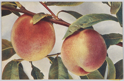Persica vulgaris-Pfirsich(Frühe Beatrix).  / Peach-Peach (Early Beatrice). image