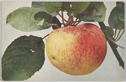Apfel"Charlamowsky".  / Apple"Charlamovsky". image