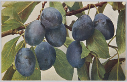 Prunus insiticia-Kriechen-Pf-laume.  / Damson plum-Damson Plum. image