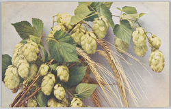 Humulus Lupulus-Hopfen Hordeum sativum-Gerste. / Humulus lupulus-Hops Hordeum sativum-Barley image
