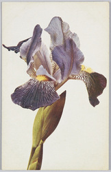 Iris variegata-Schwertlilie.  / Iris variegata-Iris. image