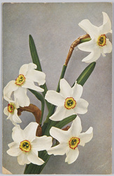 Narcissus poeticus-"Dichter-Narzisse" / Narcissus poetic- "Poet's Narcissus" image
