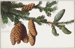 松ぼっくり / Pinecones image