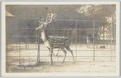 Cervus dama vulgaris / Common fallow deer image