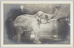 Elephas indicus / Indian elephant image