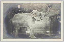 Elephas indicus / Indian elephant image