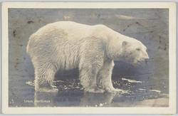 Ursus maritimus / Polar bear image