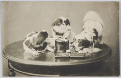 煙草と3匹の狆 / Tobacco and Three Japanese Spaniels image