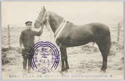 第一回奥羽六県連合馬匹共進会一等賞澁澤号トロッター種鹿毛牡馬六才三本木産 / The 1st Ōu Region Six-Prefecture Joint Horse Show, 1st Prize, Shibusawagō, Trotter Breed, Six-Year-Old Bay Stallion, Bred in Sambongi image