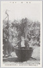 老梅銘不老門/Old Plum Tree Named 