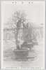老梅銘和風/Old Plum Tree Named "Wafu (Japanese Style)" image