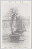 老梅銘和風/Old Plum Tree Named 