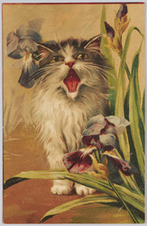 猫とアイリス（外国製） / Cat and Iris (Foreign-Made) image