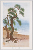御勅題 海辺松/Subject of the New Year's Imperial Poetry Contest: Pine Tree on the Seaside image