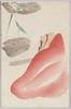 蓮の上の蛙を見る達磨/Bodhidharma Looking at Frogs on a Lotus Leaf image