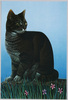猫(「The Post Cards」シリーズ)/Cat (