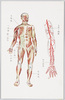 人体解剖図/Anatomical Chart image