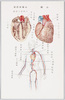 人体解剖図/Anatomical Chart image