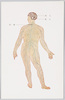 人体解剖図/Anatomical Chart image