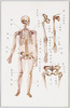 人体解剖図/Anatomical Chart image