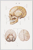 人体解剖図/Anatomical Chart image