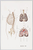 人体解剖図/Anatomical Chart image