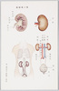 人体解剖図/Anatomical Chart image
