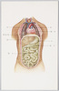 人体解剖図/Anatomical Chart image