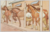 馬手入/Horse Care image
