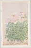 日本美術院第十二回展覧会出品 「芍薬」 小山大月/Work Exhibited at the 12th Japan Art Institute Exhibition: Peonies, Koyama Taigetsu image