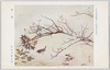 日本美術展第十一回展覧会出品 「早春」 横山大観氏筆/Work Exhibited at the 11th Japan Art Institute Exhibition: Early Spring, by Mr. Yokoyama Taikan image