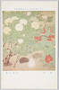 日本美術院第十二回展覧会出品 「牡丹」 中庭寂明/Work Exhibited at the 12th Japan Art Institute Exhibition: Tree Peony, Nakaniwa Jakumei image