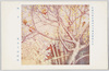 帝国美術院第四回美術展覧会出品 「秋夕」 荒木十畝氏筆/Work Exhibited at the 4th Imperial Art Academy Exhibition: Autumn Evening, by Mr. Araki Jippo image