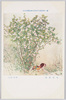 第一回聖徳太子奉讃美術展覧会出品 「報春麗雨」 田村彩天/Work Exhibited at the 1st Art Exhibition Supporting Prince Shōtoku: Beautiful Rain as a Harbinger of Spring, Tamura Saiten image