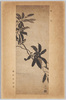 枇把 森田但山筆/Loquats, by Morita Tanzan image