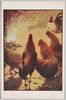 鶏/Chickens image