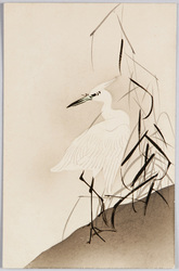 白鷺 / White Heron image