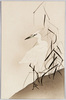 白鷺/White Heron image